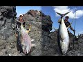 Monster YellowfinTuna surface strikes!