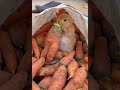 The little rabbit secretly eats carrots🥕 || #Rabbit[Topic]# #cutepet[Topic]#love