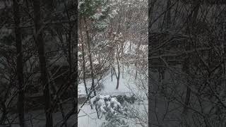 Heavy snow fall on trees