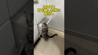 生後120日の時のおまぬけすずねこ。#ジェネッタ #マンチカン #ベンガル #猫 #猫のいる暮らし #cat #猫のいる生活 #shorts