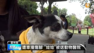 【2015.03.09】忠犬遭棄無人認養 恐面臨安樂死 -udn tv