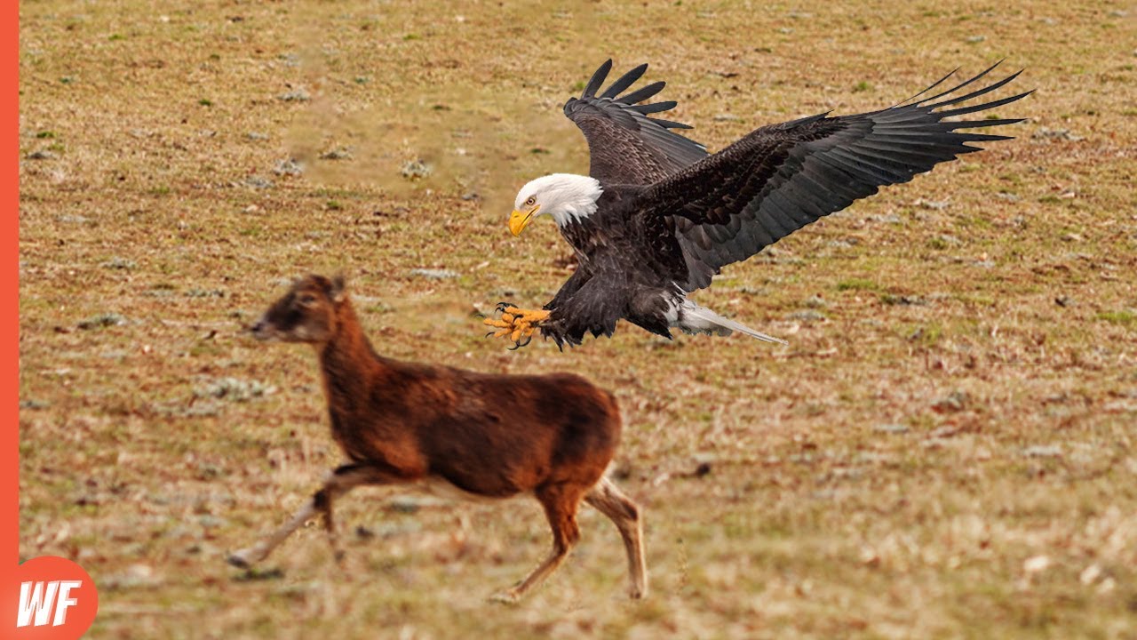 Bald Eagle Catches Deer
