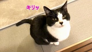 おしゃべり猫が牛肉を待つ姿がかわいい【食後は張りきって自宅警備】