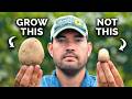 Watch This BEFORE You Plant Potatoes 🥔