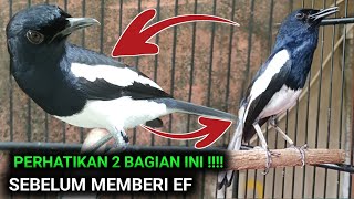 KASIH EF ATAU TIDAK ?? UNTUK BURUNG KACER BARU BELI | SAYA PAKAI CARA INI | DR KACER NEW