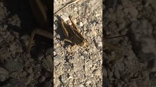 Big grasshopper hanging out