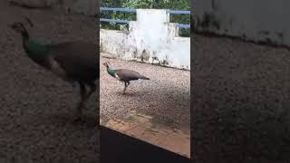 വീട്ടിലേക്ക് വന്ന അതിഥി🦚short #video