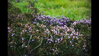 നീലക്കുറിഞ്ഞി പൂത്തപ്പോൾ 🦋🦋#neelakurinji #kallippara #udumbanchola #idukki #munnar #keralatourism