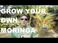 How to Grow the Amazing Moringa Tree in Sunny Central Florida