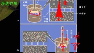 選修生物ch1 3 23物質通過細胞膜的方式 滲透作用三公