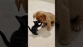 Cute kitten and puppy  #puppy