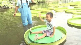 「オオオニバス」　水に浮かぶ不思議な体験を・・・(16/08/20)