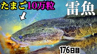 やせたライギョに10万粒の卵を食べさせる。【やせすぎ雷魚176日目】