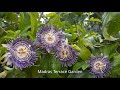 தெய்வீக மணம் வீசும் கிருஷ்ண கமலம் பூ செடி வளர்ப்பு முறை krishna kamalam passion flower plant