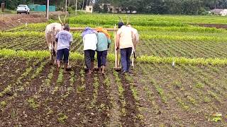 இரண்டு எருதுகள் நான்கு ஆட்கள் | ஒரே நாளில் எளிமையாக களை எடுக்கும் முறை