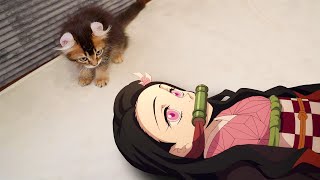 ふざけすぎて子猫に怒られるねずこ【鬼滅の刃】