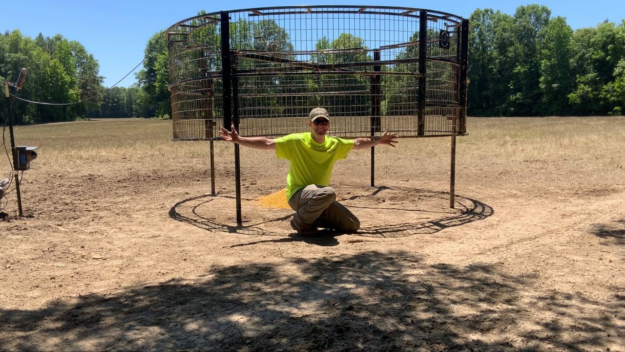 How To Set The Big Pig Trap Youtube