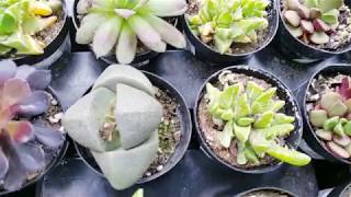 미국다육 한국다육 다른 차이점?《Difference between America \u0026 Korea Succulents》