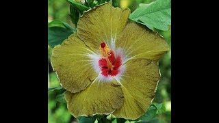 Hidden Valley Hibiscus (black coloured hibiscus)#youtubesh  #butter