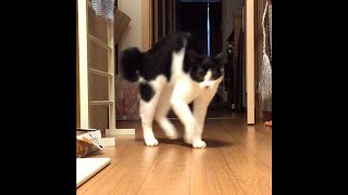 驚いた子猫がカニ歩き⁉【マンチカン】＃Shorts