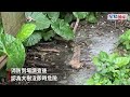 颱風蘇拉︱樹枝不斷跌落簷篷 深井鐵皮屋租客憂冧樹報警 颱風｜蘇拉｜八號風球｜塌樹｜深井｜鐵皮屋｜星島頭條｜港聞