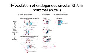 Modulation of circular RNA in mammalian cells #Code: 250