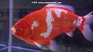 [和金]2013年 第31回日本観賞魚フェア 親魚の部 優勝：平賀 徳重氏持魚