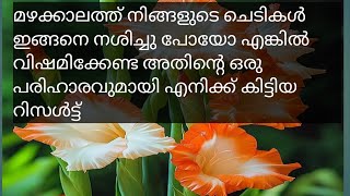 ഈ മഴക്കാലം വന്നപ്പോൾ നിങ്ങളുടെ ചെടികളെല്ലാം അണുബാധ ബാധിച്ചോ ഇനി പേടിക്കേണ്ട  ഇതൊന്നു ചെയ്തു നോക്കൂ