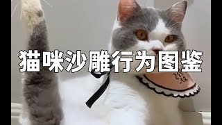 猫咪沙雕行为图鉴