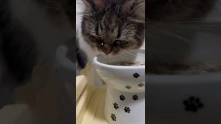 スープを飲むのが下手な猫が可愛すぎるww #cat#猫#猫のいる暮らし#shorts