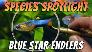 Blue Star Endlers (Poecilia wingei) Aquarium Fish Species Profile \u0026 Care Guide