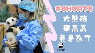 大熊貓舉高高竟是為了…… | iPanda熊貓頻道 #shorts