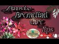 Basic Bromeliad Care Tips | 4 Important Tips to Know | ENG SUB |