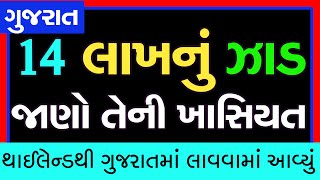 14 લાખનું ઝાડ ગુજરાતમાં | થાઇલેન્ડથી ગુજરાતમાં લાવવામાં આવ્યું | જાણો આ ઝાડની ખાસિયત