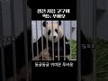 생전 처음 고구마 먹는 푸바오 푸바오