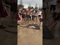 angry onlookers confront fishermen who pulled enormous stingray onto adelaide beach