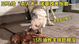 【姚三马】三马给“杀人犬”诺基改善伙食，15斤油炸羊排眨眼没，这下过瘾了