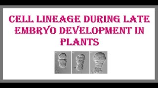 Cell lineage during Late Embryo development in Plants