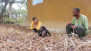 Tita the Rescued Baby Chimp Plays With Other Babies