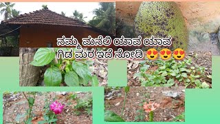 ವೀಳ್ಯದೆಲೆ ಗಿಡ ನೋಡಿದ್ದೀರ🌿🌿🌿 ಬಸಳೆ ಗಿಡ ನೋಡಿದ್ದೀರ😍😍 ಹಲಸಿನ ಹಣ್ಣಿನ ಮರ🌳🌳