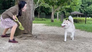 ドッグランで大型犬を驚かせようとした結果……