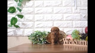 5466【いっぷく】子犬の生後30日頃の成長記録です