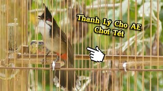 6.1 - B.Á.N Và Thanh Lý 8 Chào Mào Đẹp Cho AE Chơi Tết Và Để Chăm Lại Gi.á Hợp Lý