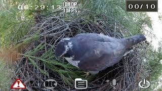 オオタカ繁殖巣 2016年3月31日 長野市 / Goshawk Breeding Nest Cam in Nagano city, Nagano, Japan