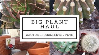Big Plant Haul: Cactus, Succulents and Pots Haul