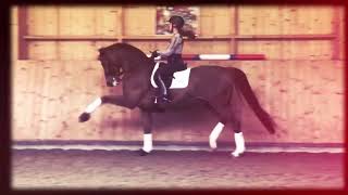 Grand Prix Horse for sale: Diesel (by Vivaldi x Havidoff)