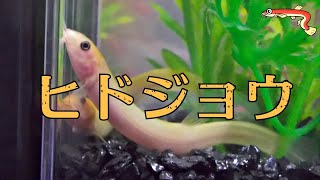 癒されるヒドジョウの動き