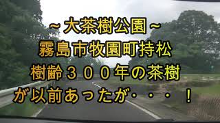 【～大茶樹公園～】【樹齢３００年の茶樹が以前あったが・・・！】【霧島市牧園町持松】20200727