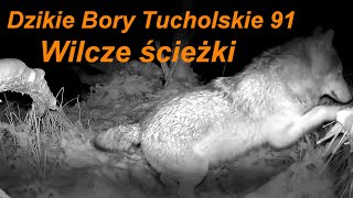 Dzikie Bory Tucholskie 91. Wilcze ścieżki.