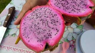 Pitaya Maria Rosa.Uma das melhores pitayas que já experimentei...